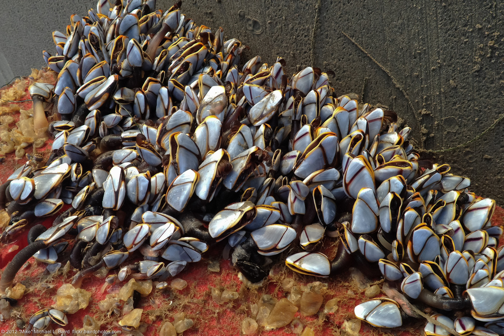 Представитель Семейства Lepadidae